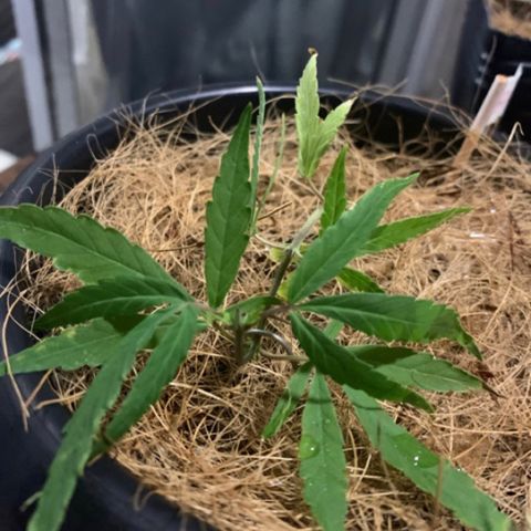 P001 growlog timeline photo