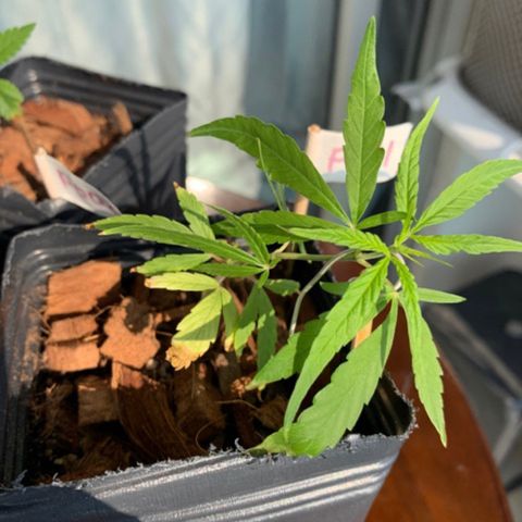 P001 growlog timeline photo