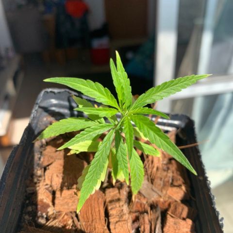 P001 growlog timeline photo