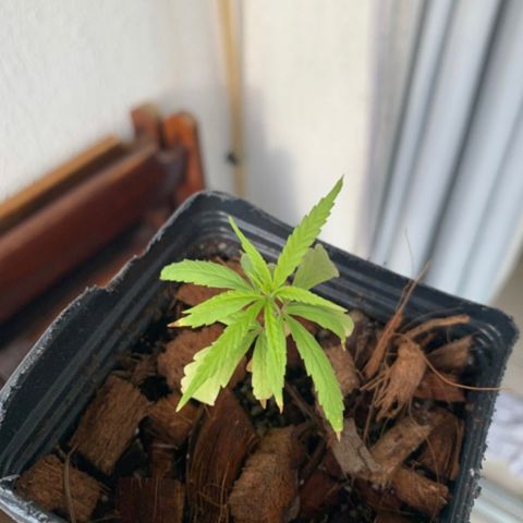 P001 growlog timeline photo