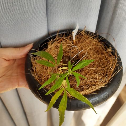 P001 growlog timeline photo