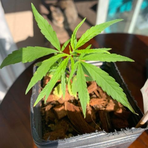 P001 growlog timeline photo