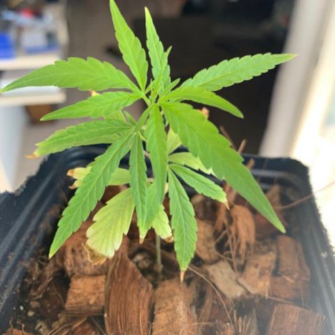 P001 growlog timeline photo