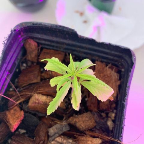 P001 growlog timeline photo