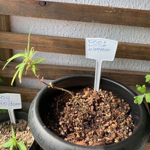 P001 growlog timeline photo