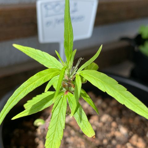 P001 growlog timeline photo