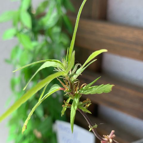P001 growlog timeline photo