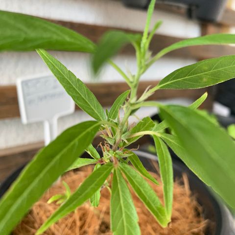 P001 growlog timeline photo