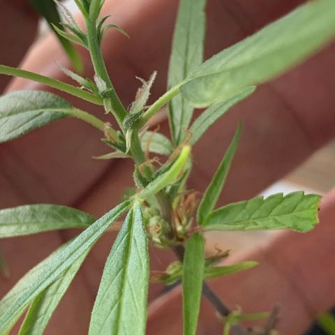 P001 growlog timeline photo