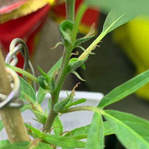 P001 growlog timeline photo