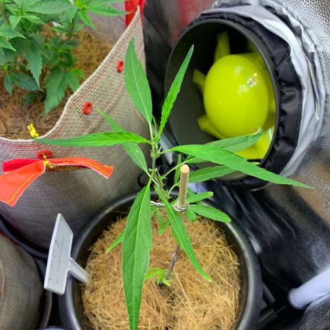P001 growlog timeline photo