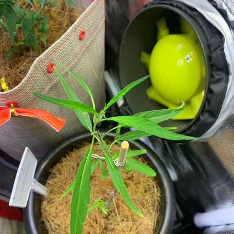 P001 growlog timeline photo