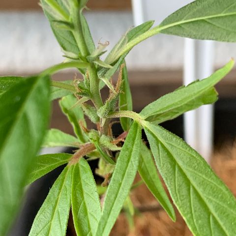 P001 growlog timeline photo