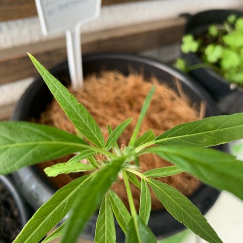 P001 growlog timeline photo