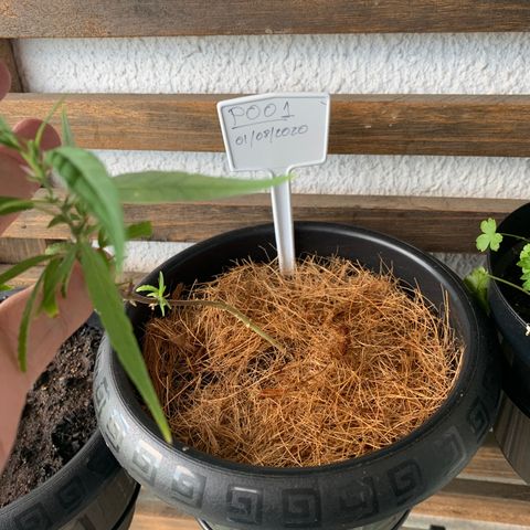 P001 growlog timeline photo