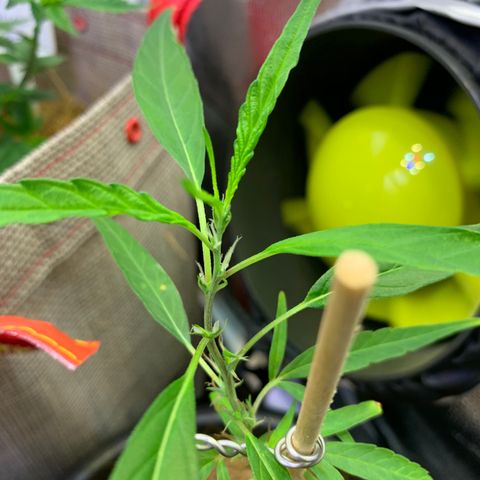 P001 growlog timeline photo