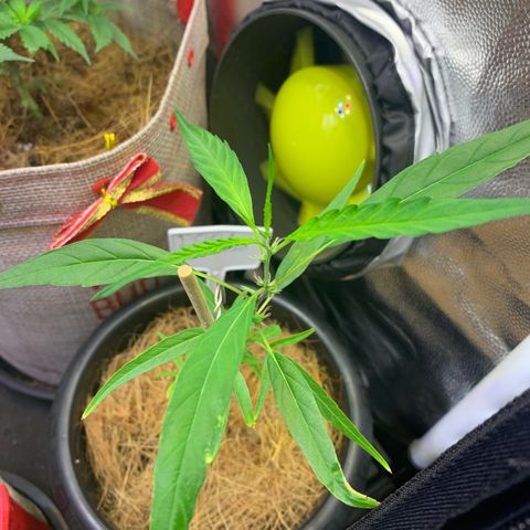 P001 growlog timeline photo