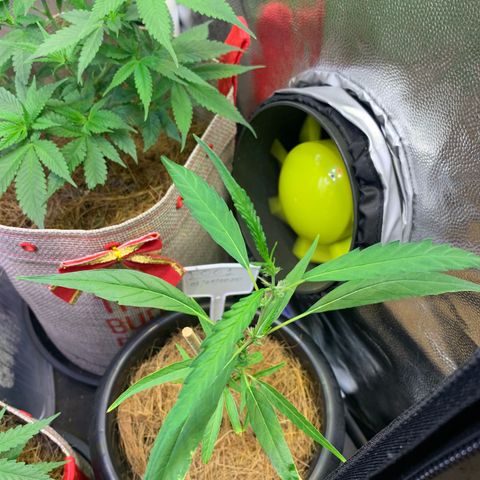P001 growlog timeline photo