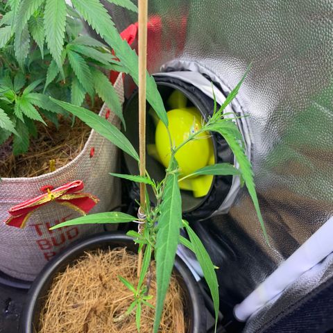 P001 growlog timeline photo
