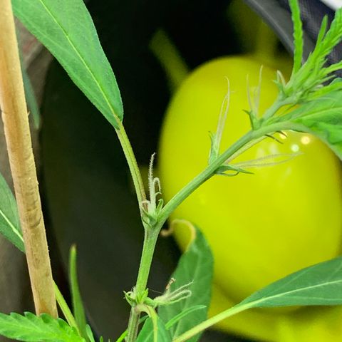 P001 growlog timeline photo