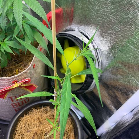 P001 growlog timeline photo
