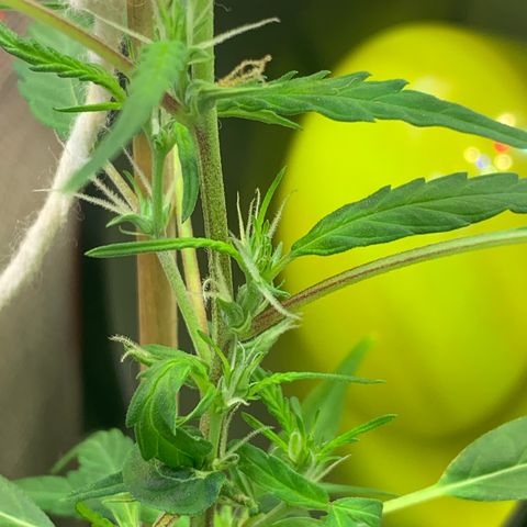 P001 growlog timeline photo