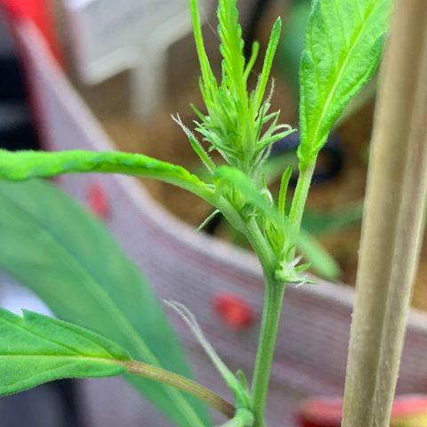 P001 growlog timeline photo