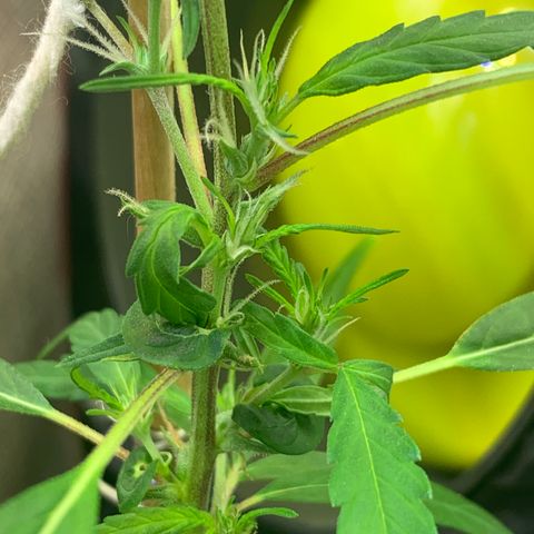 P001 growlog timeline photo
