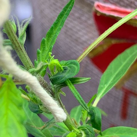P001 growlog timeline photo