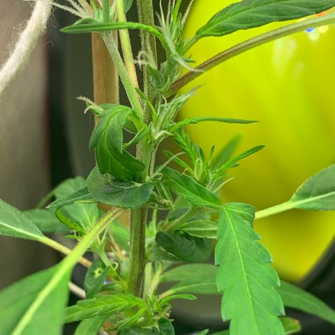 P001 growlog timeline photo