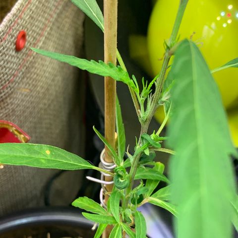 P001 growlog timeline photo