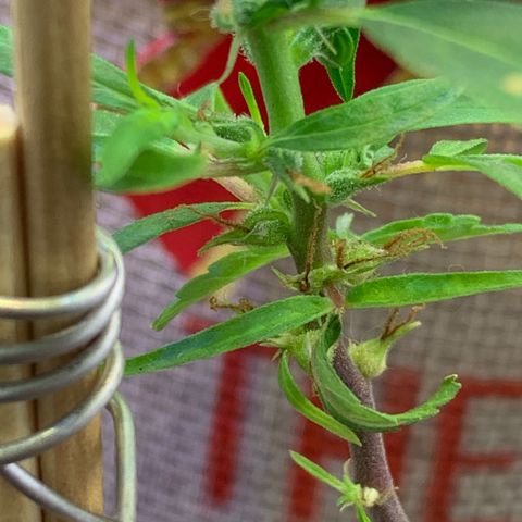 P001 growlog timeline photo