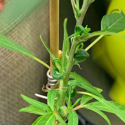 P001 growlog timeline photo