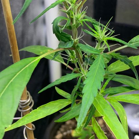 P001 growlog timeline photo