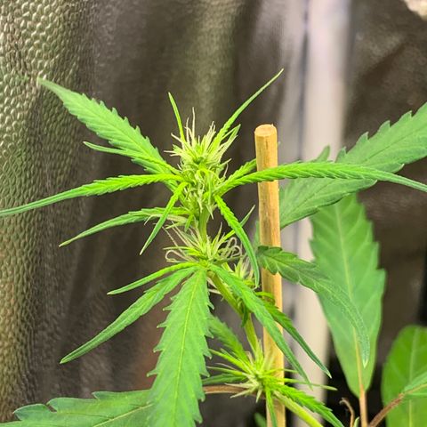 P001 growlog timeline photo