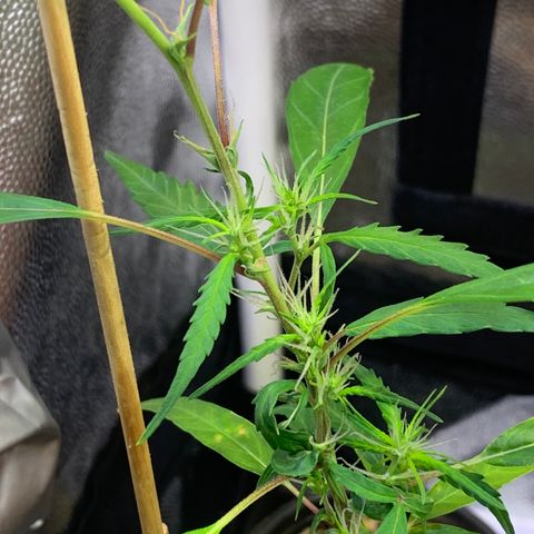 P001 growlog timeline photo