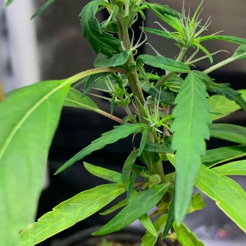 P001 growlog timeline photo
