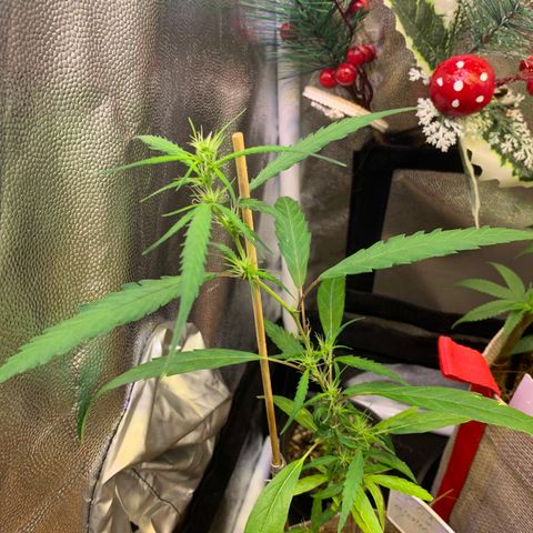 P001 growlog timeline photo