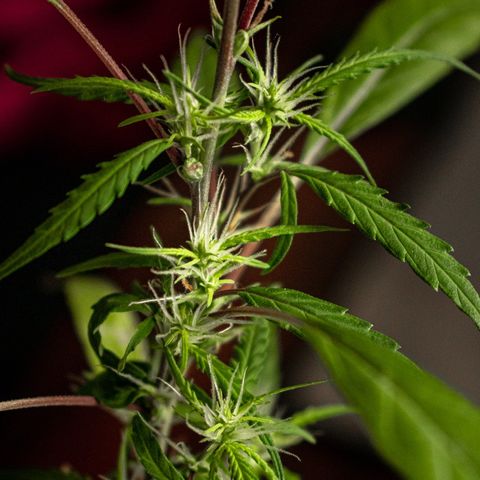 P001 growlog timeline photo