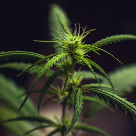 P001 growlog timeline photo