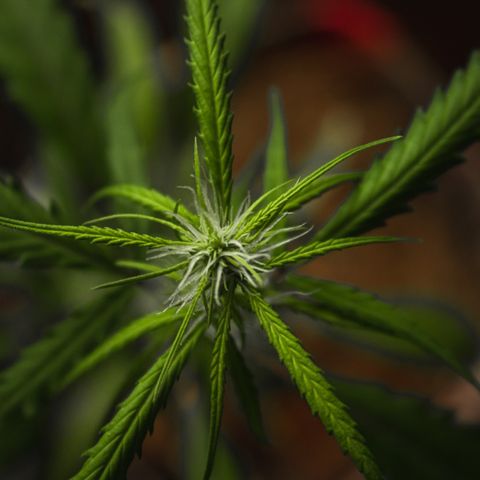 P001 growlog timeline photo