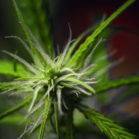 P001 growlog timeline photo