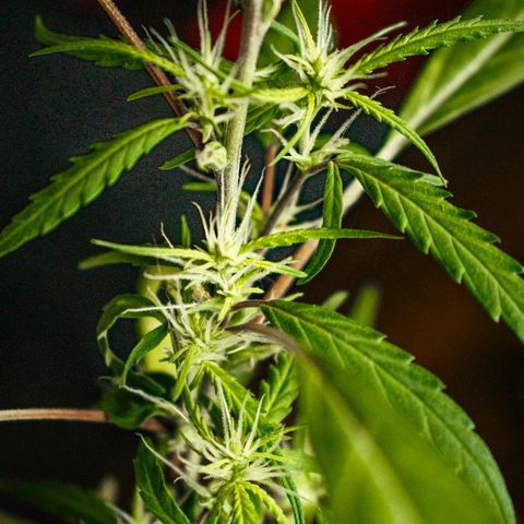 P001 growlog timeline photo