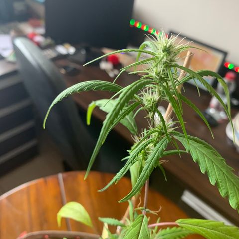 P001 growlog timeline photo