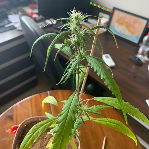 P001 growlog timeline photo