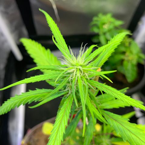 P001 growlog timeline photo
