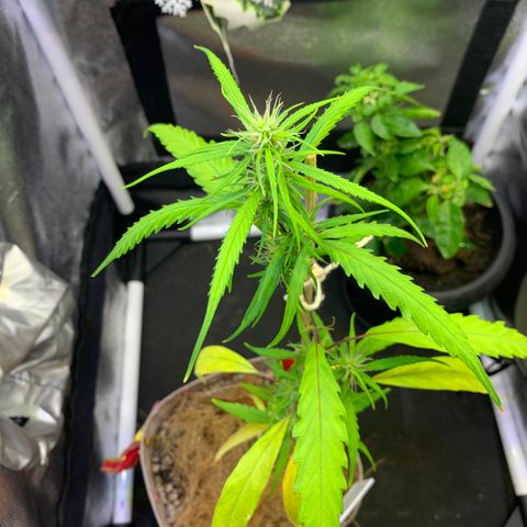 P001 growlog timeline photo