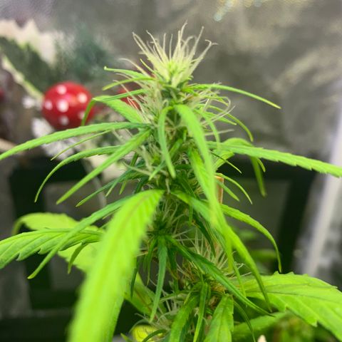 P001 growlog timeline photo