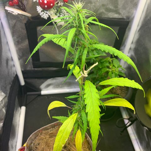 P001 growlog timeline photo