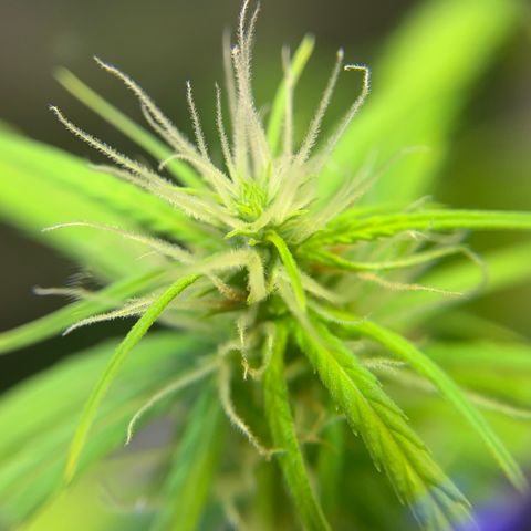P001 growlog timeline photo